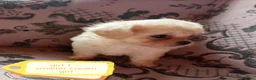 Chipoo dogs for sale: 3 beautiful chipoo puppies - Advert 5
