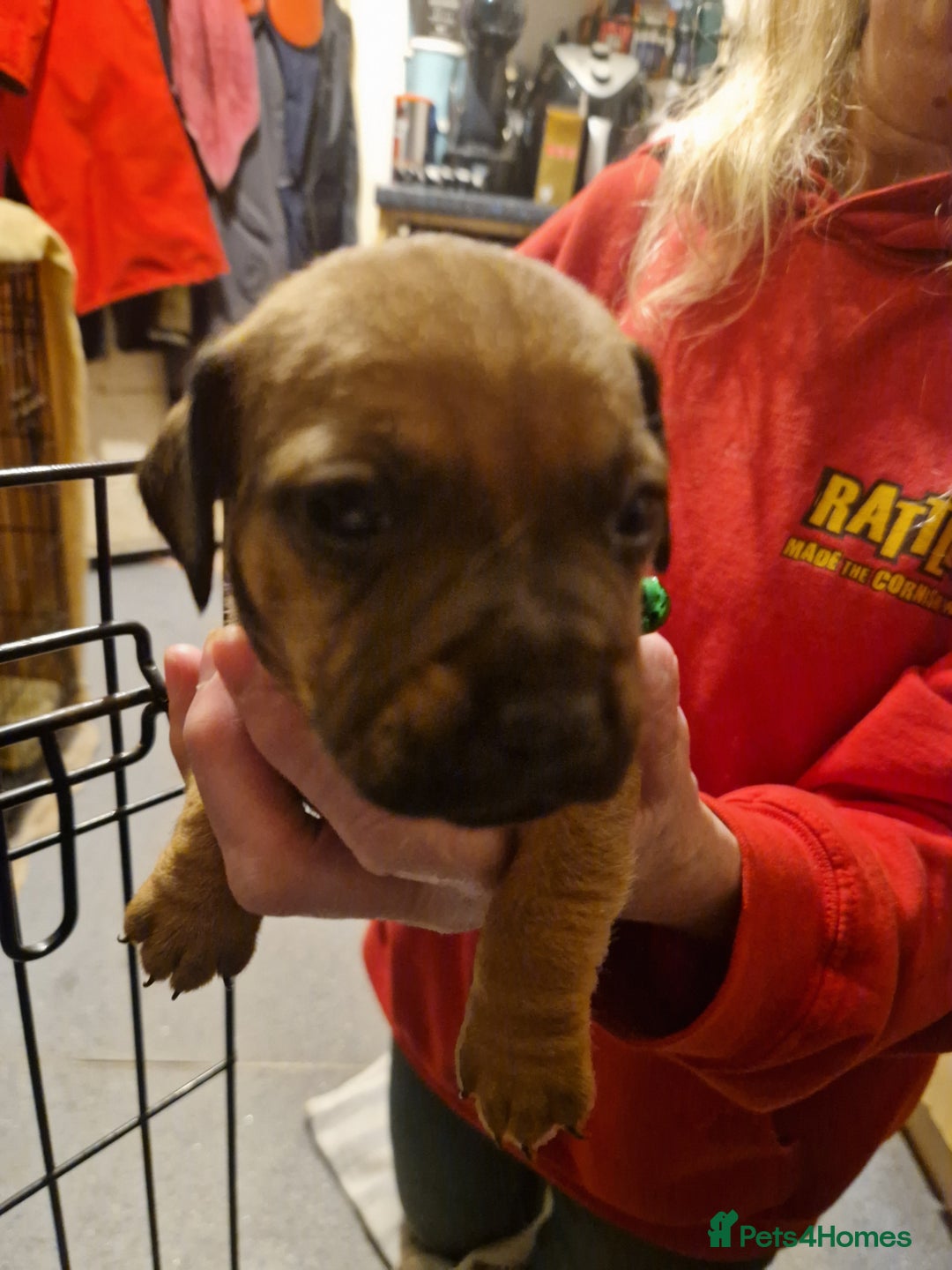 Mixed Breed dogs for sale: Staffy X Miniature Dachsund Puppies - Advert 7