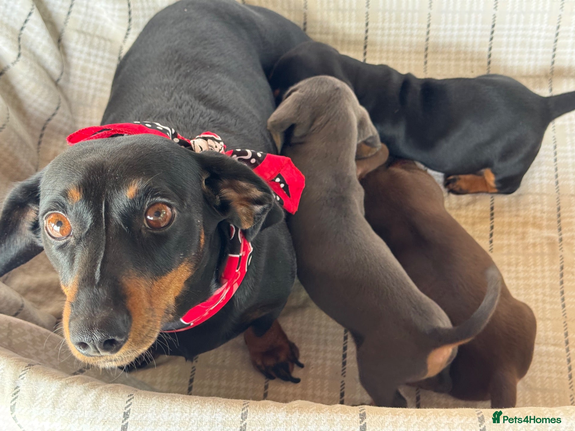 Miniature Dachshund dogs MINIATURE DACHSHUND PUPPIES  - Advert 3