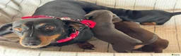 Miniature Dachshund dogs for sale: MINIATURE DACHSHUND PUPPIES  - Advert 1