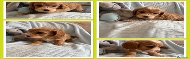 Cavapoo 2
