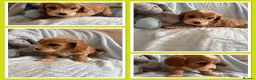Cavapoo dogs for sale: Gorgeous F1B Cavapoo puppies - Advert 28