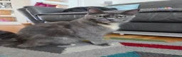 Maine Coon cats for sale: Gorgeous Playful Maine Coon x Ragdoll Mix Kittens - Advert 4