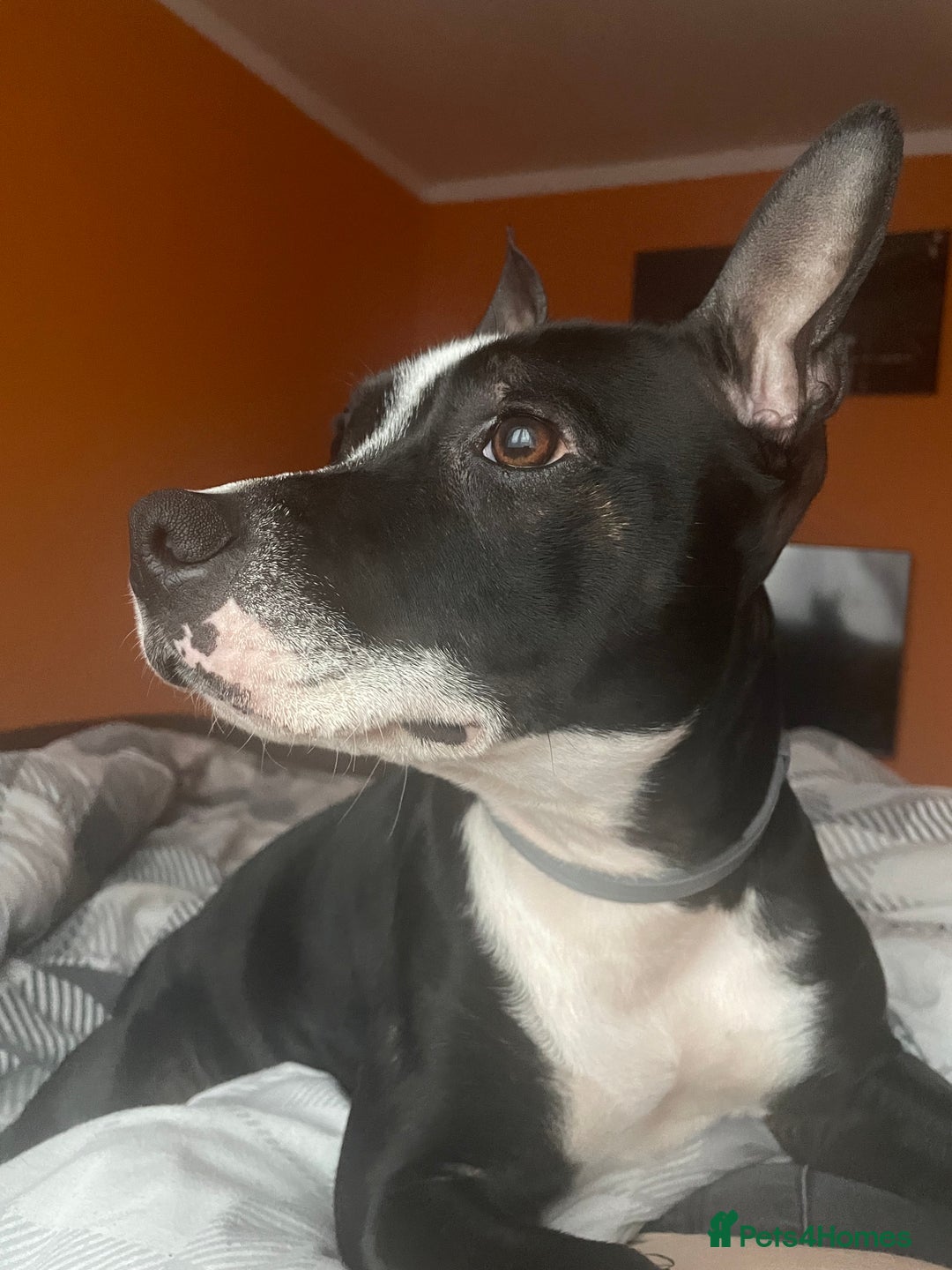 Staffordshire Bull Terrier dogs for sale: Rima J - Advert 1