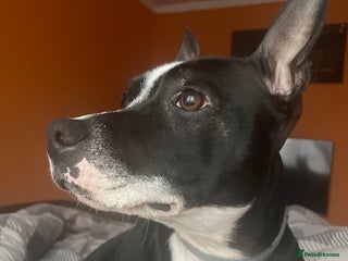 Staffordshire Bull Terrier dogs Rima J - Advert 1