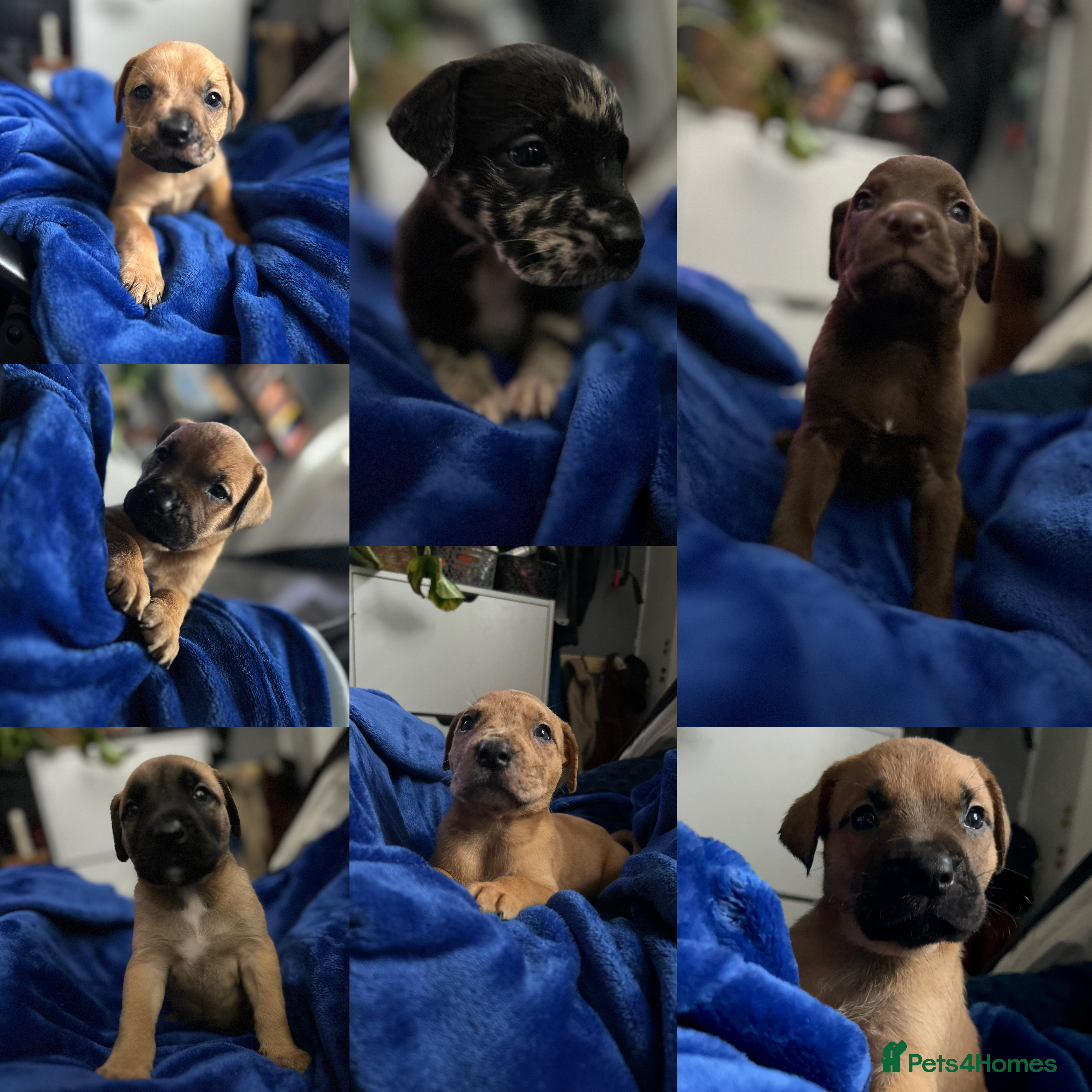 Mixed Breed dogs Mix breed Staff  - Advert 4