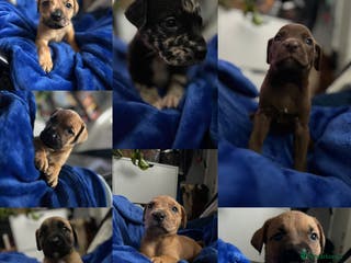 Mixed Breed dogs Mix breed Staff - Advert 8