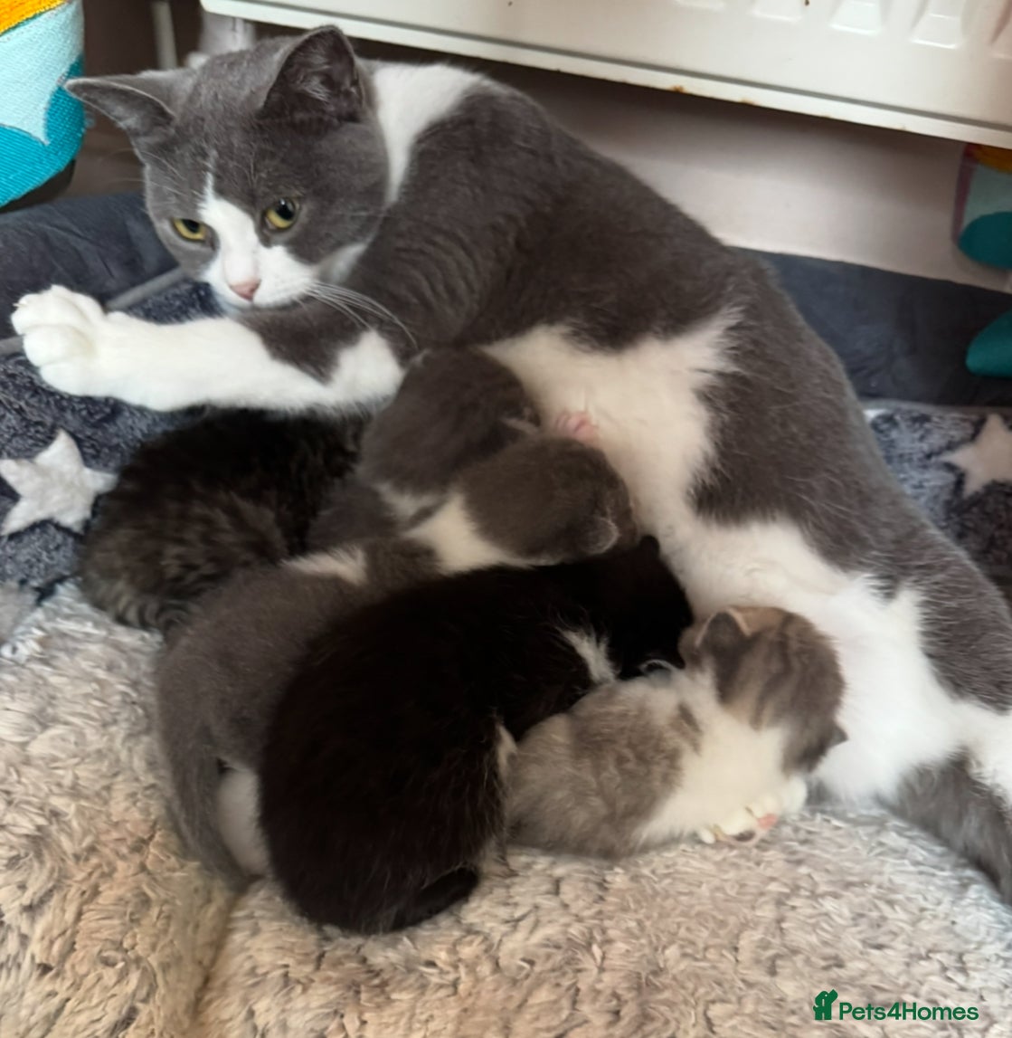 British Shorthair cats 5 Adorable kittens ready for their forever homes!  - Advert 5