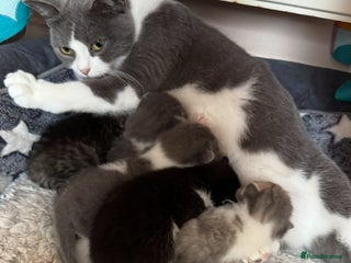 British Shorthair cats 5 Adorable kittens ready for their forever homes! - Advert 1