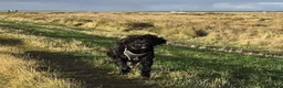 Mixed Breed dogs for sale: Giant schnoodle  - Advert 1