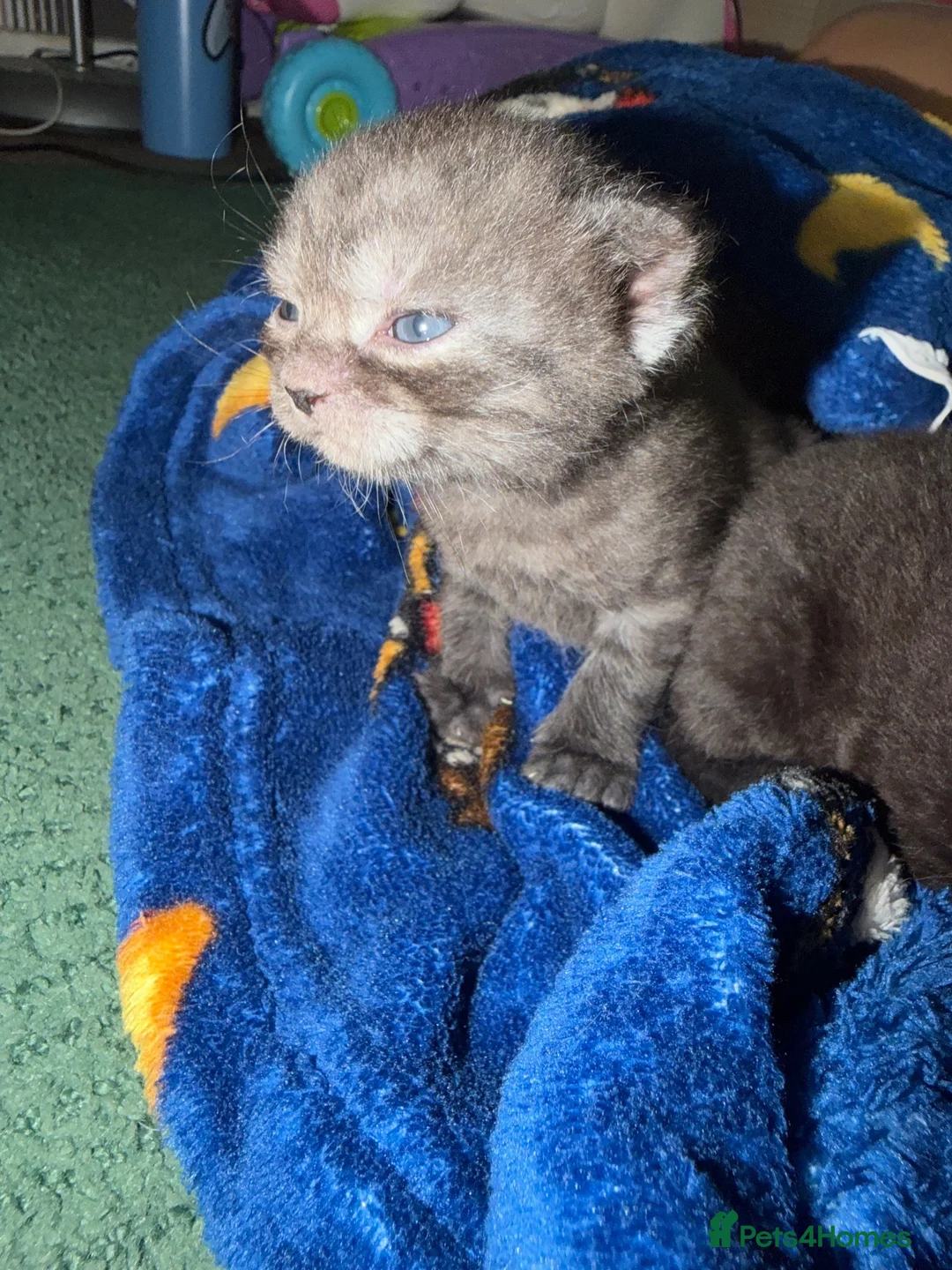 Mixed Breed cats for sale: Scottish Fold&British Shorthair  - Advert 10