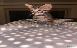Bengal cats for sale:  READY 3 Bengal kittens for sale (please read) - Image 6