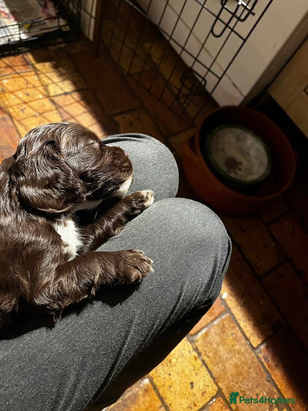 Cocker Spaniel dogs for sale: Cocker Spaniels READY NOW - working - Advert 15