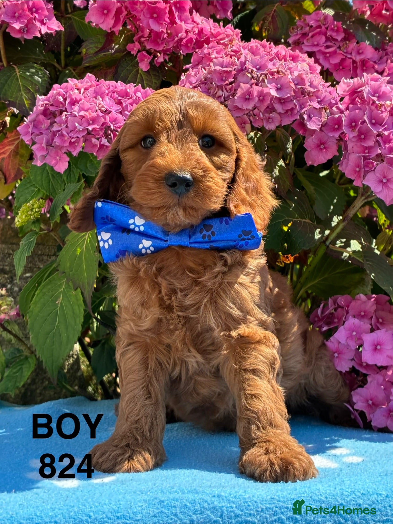 Cockapoo dogs F1b Cockapoo Puppies  - Advert 3