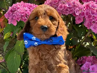 Cockapoo dogs F1b Cockapoo Puppies - Advert 8