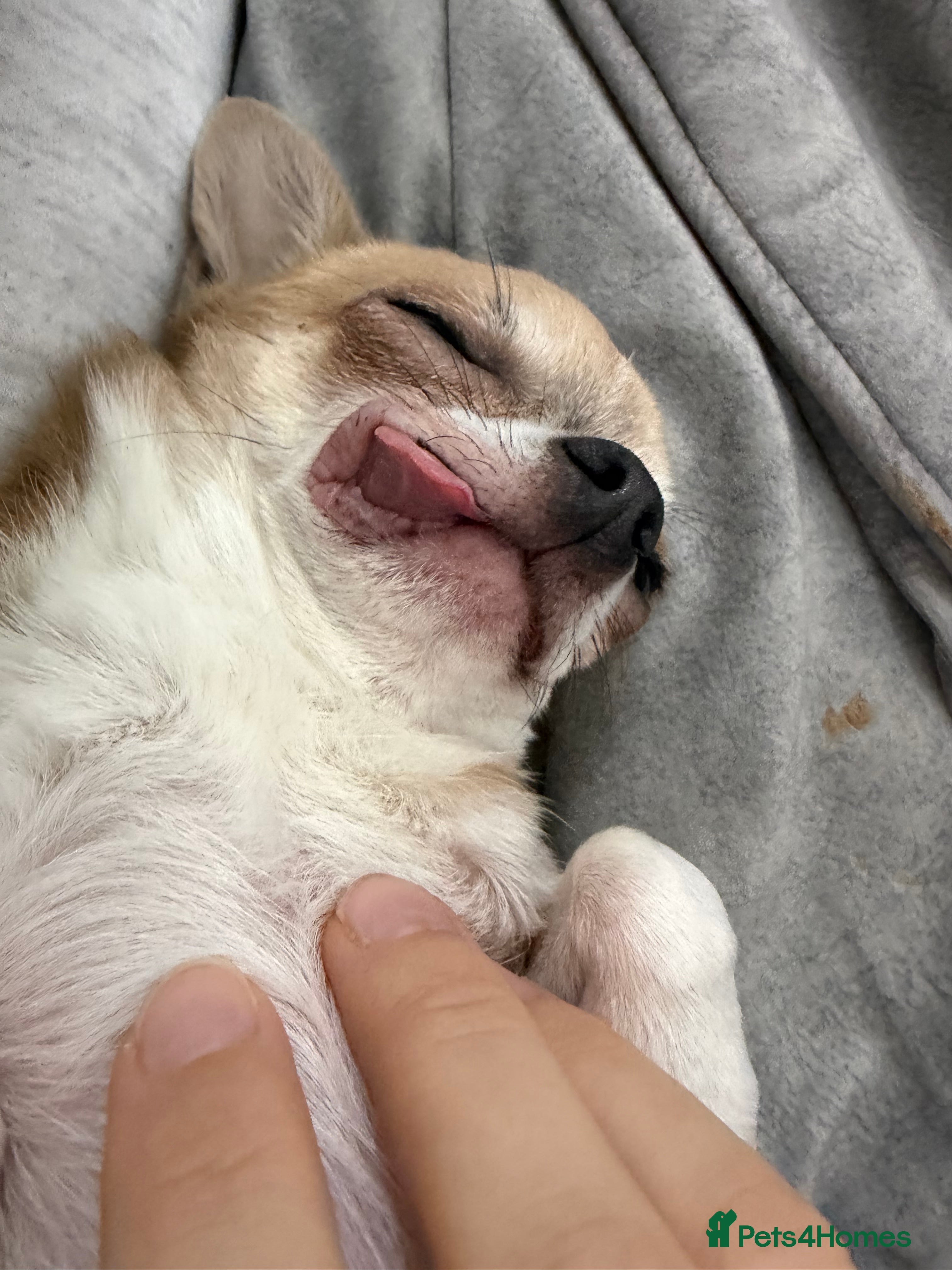 Chihuahua dogs Albert is a 3 year old chihuahua - Advert 1