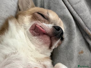 Chihuahua dogs Albert is a 3 year old chihuahua - Advert 1