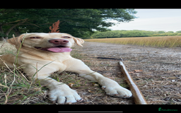 Labrador Retriever dogs for sale: Working line Labrador’s for sale  - Image 1