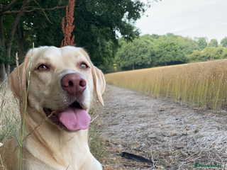 Labrador Retriever dogs for sale - Advert 1