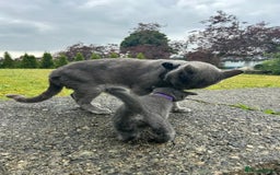 Russian Blue cats for sale: 🤎Healthy blue russians kitties so sweet - Image 7