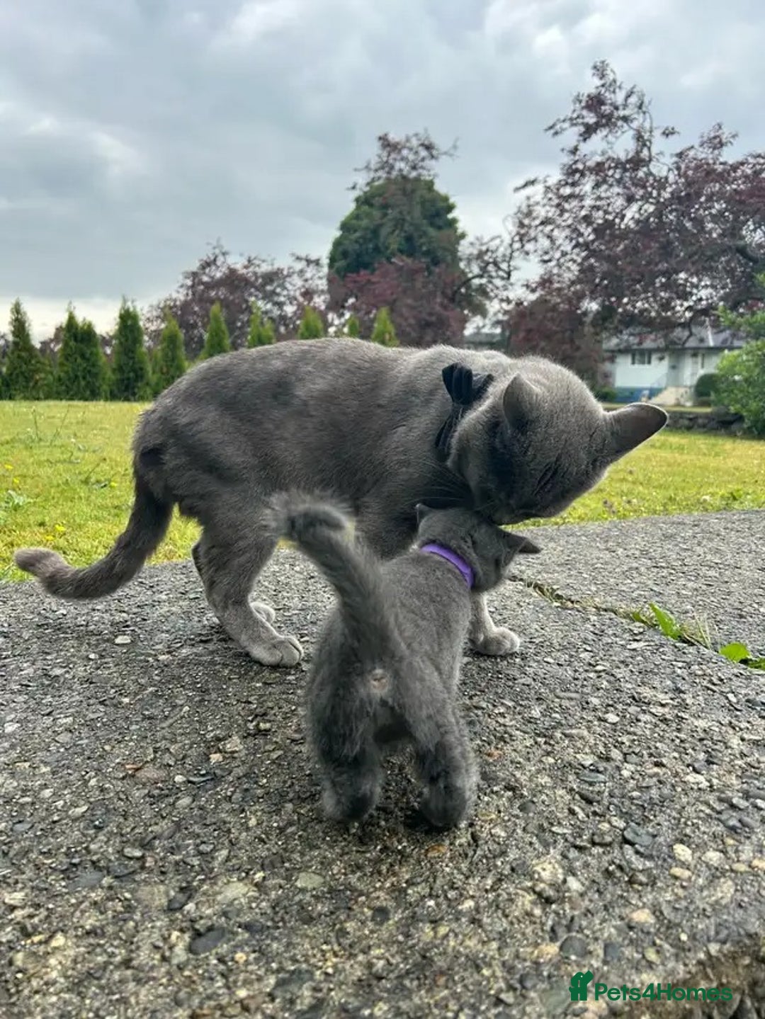 Russian Blue cats for sale: 🤎Healthy blue russians kitties so sweet - Image 7
