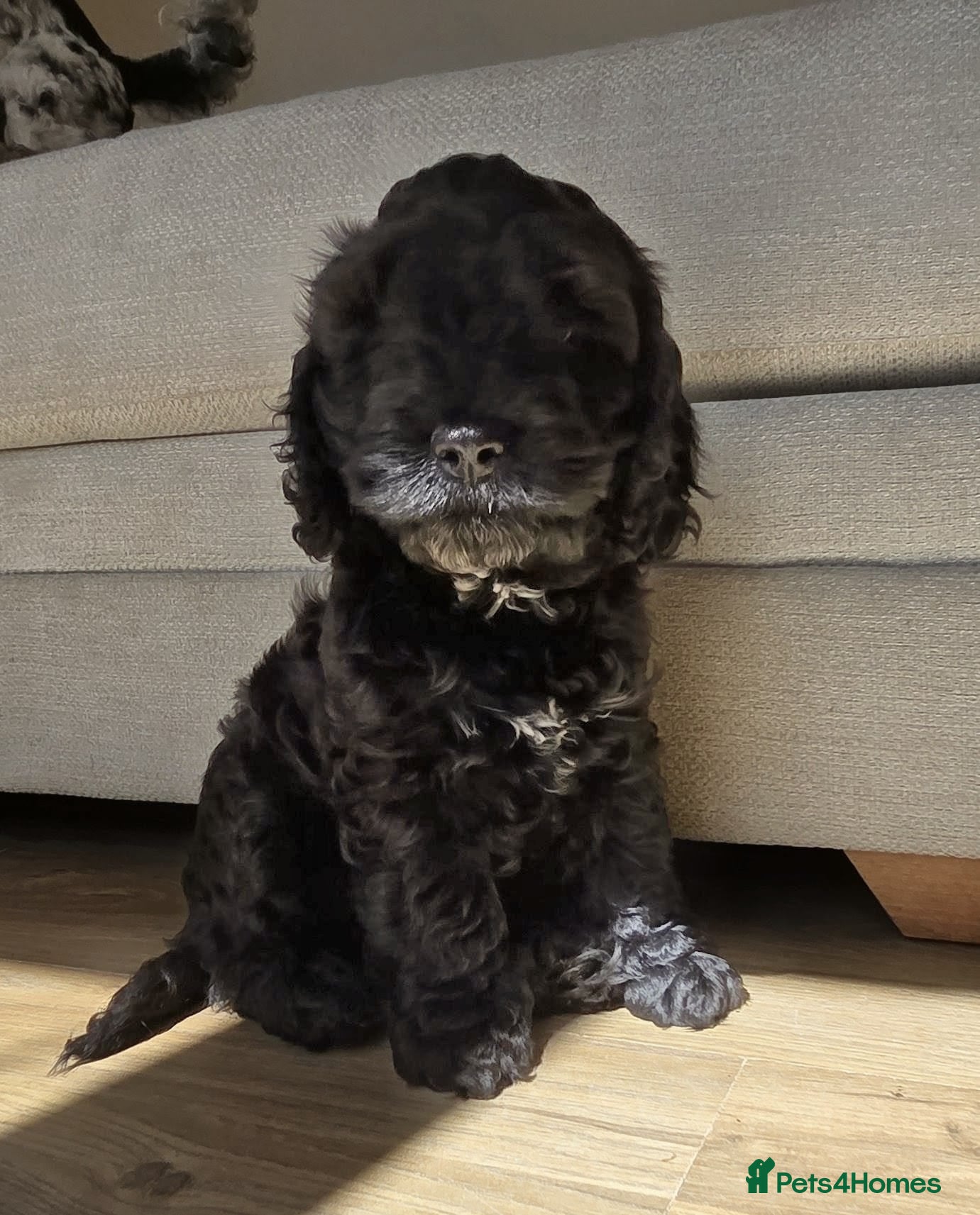 Cockapoo dogs One Girl Cockapoo left- Black - Advert 17