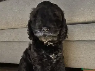Cockapoo dogs One Girl Cockapoo left- Black - Advert 5
