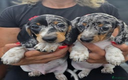 Dachshund dogs for sale: Beautiful piebald and dapple dachshund puppies  - Image 24