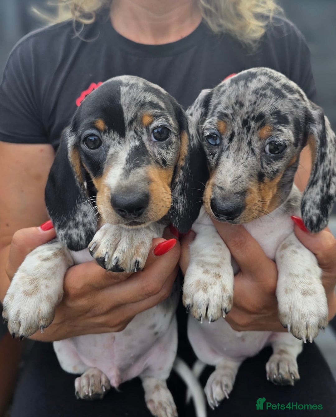 Dachshund dogs for sale: Beautiful piebald and dapple dachshund puppies  - Image 24