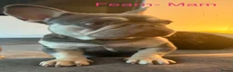 French Bulldog dogs for sale: Pedigree French Bulldog puppies-2 boys and 3 girls - Advert 7