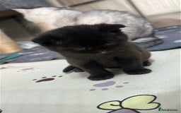 British Shorthair cats for sale: Adorable Kittens – Ready for Reservation  - Image 1