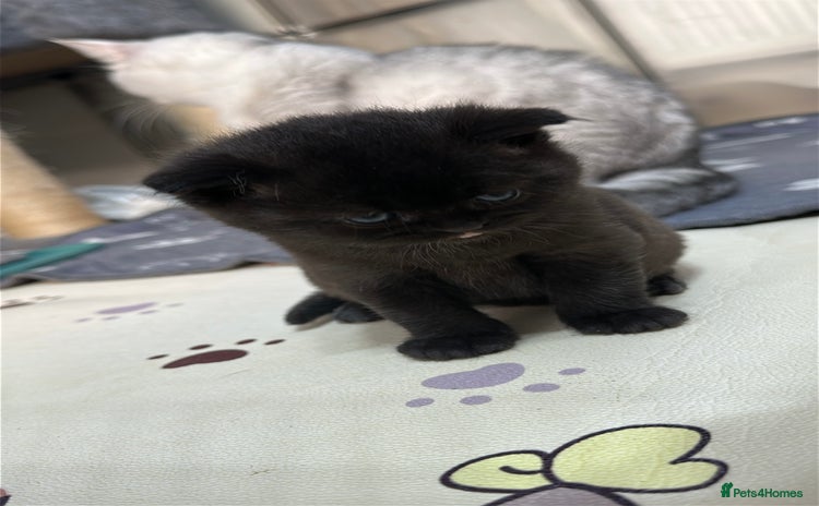 British Shorthair cats - Advert 1