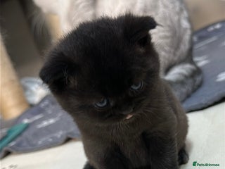 British Shorthair cats - Advert 31