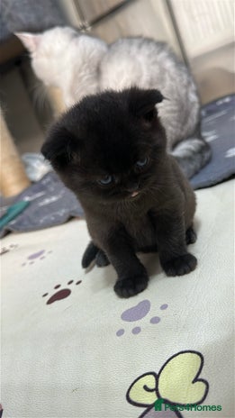 British Shorthair cats - Advert 1