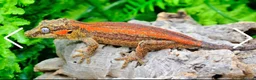 Gecko reptiles for sale: Male pinstripe harlequin and female lilly white  - Advert 2