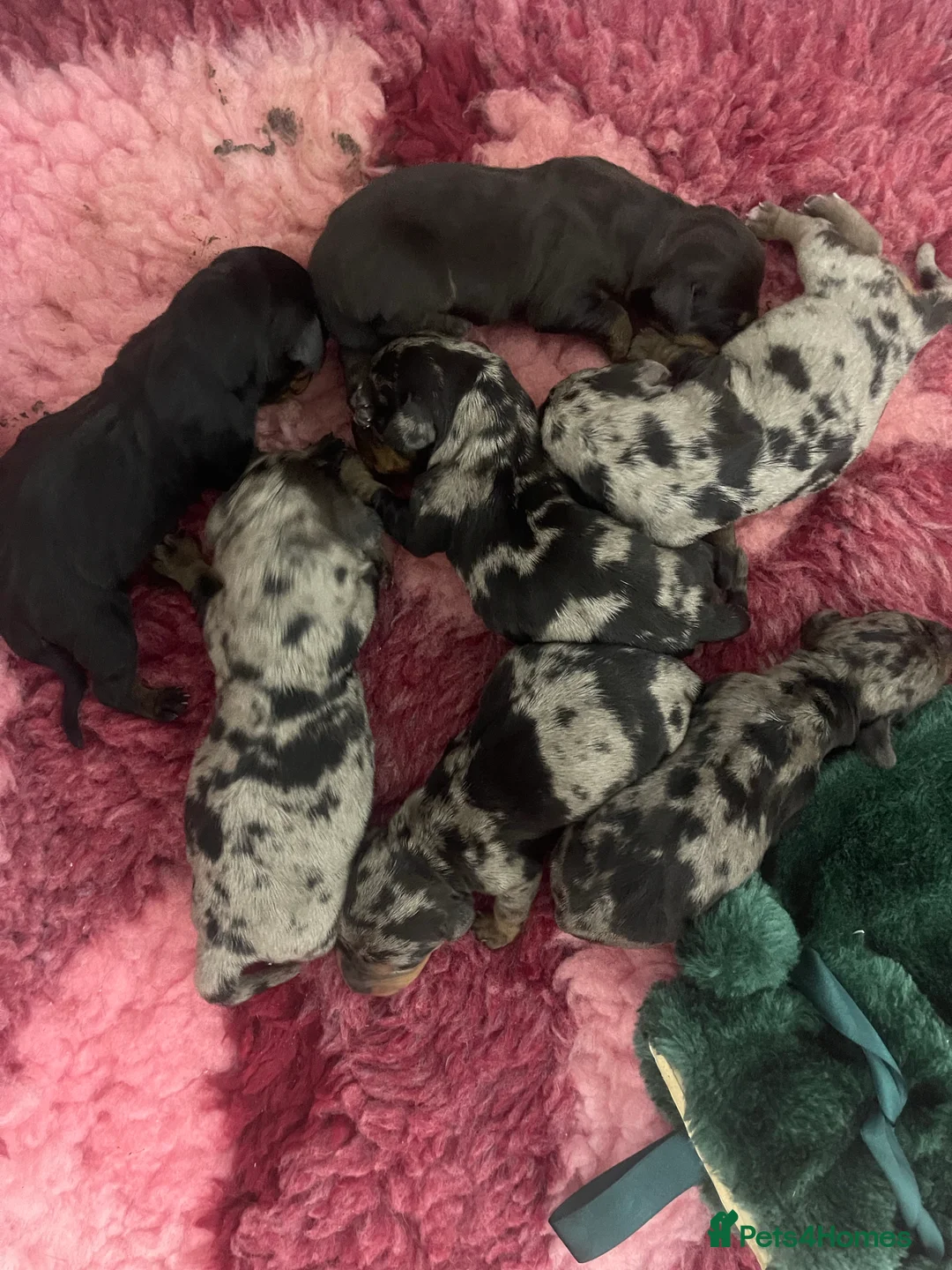 Miniature Dachshund dogs for stud: 🤎Albert🤎 in Newport - Advert 11