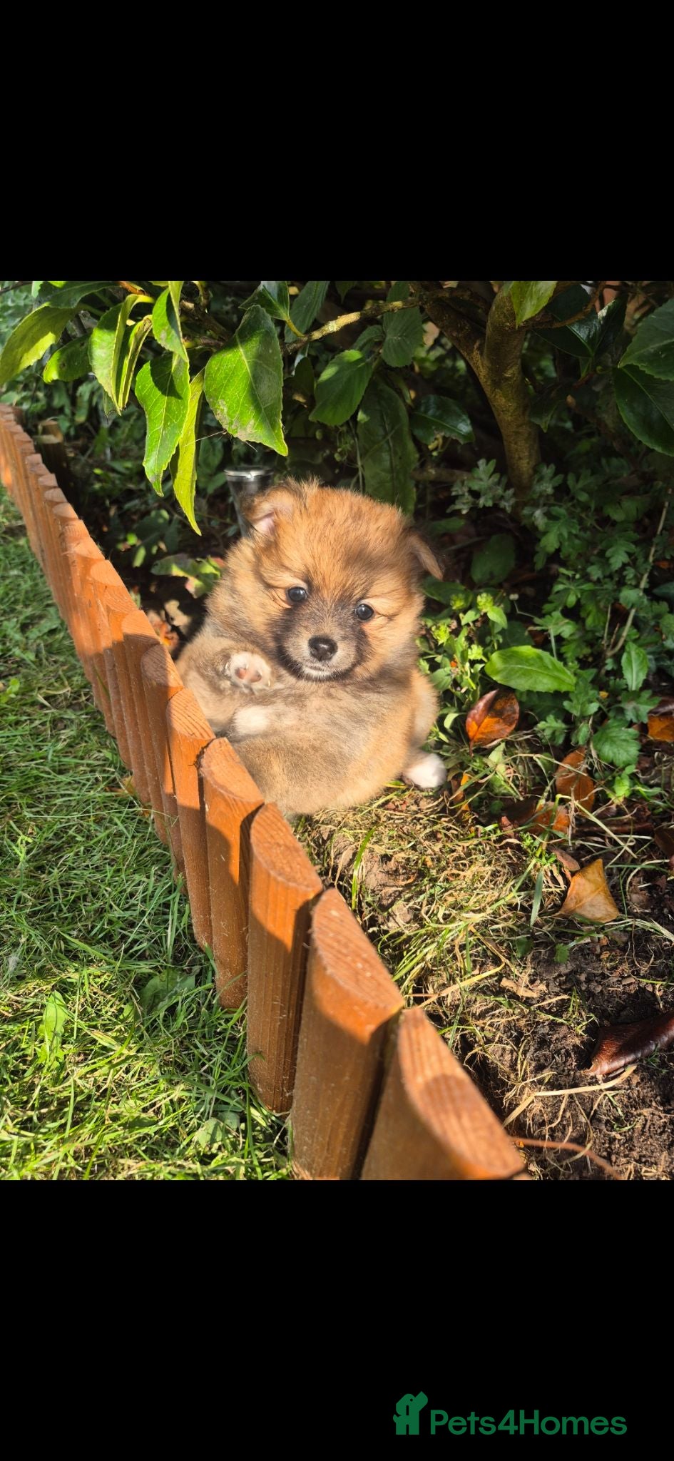 Pomeranian dogs 1 Pomeranian Puppy Available 7 week old - Advert 1