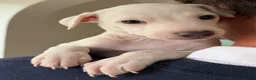 Italian Greyhound dogs for sale: 🐾Stunning cream kc registered iggys🐾 - Advert 4
