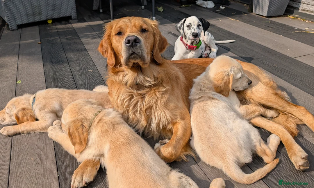 Golden Retriever dogs for stud: Catrigg macadamia (MAX) - Advert 21