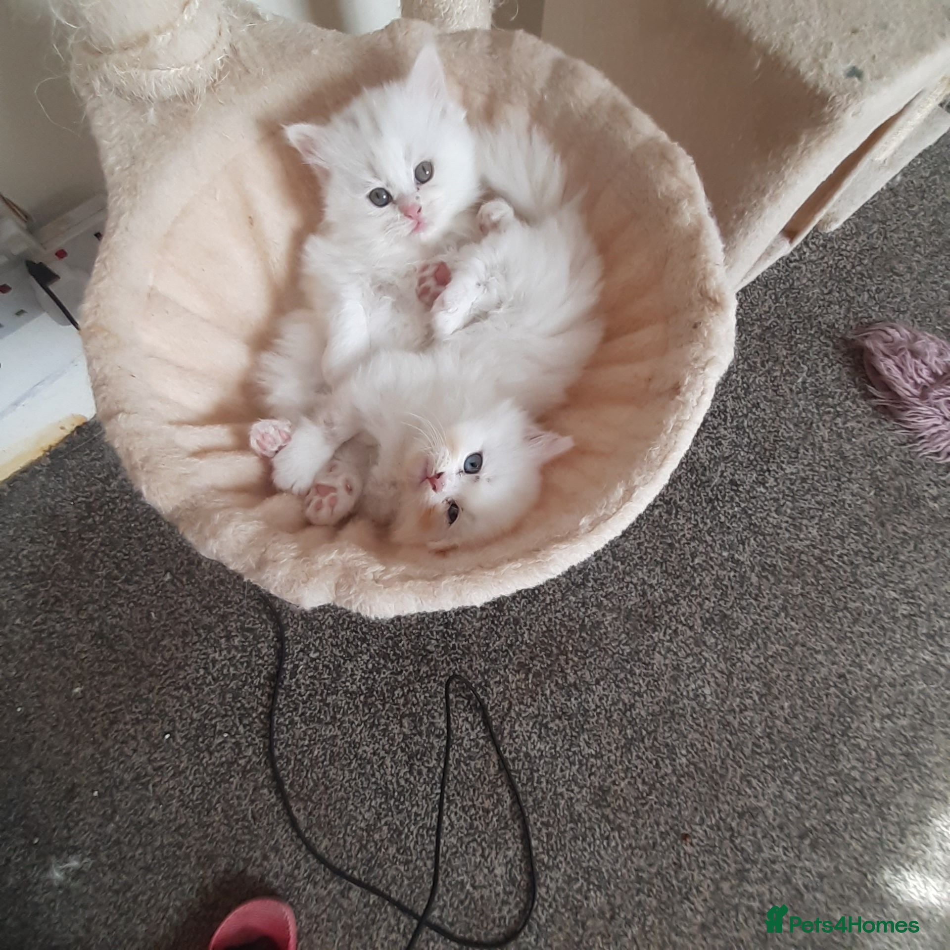 Persian cats Last white Persian girl - Advert 7