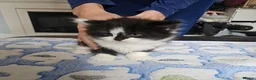 Mixed Breed cats for sale: 4 adorable kittens - Advert 11