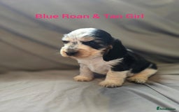 Cocker Spaniel dogs for sale: Rainbow Kennel Club  - Image 5