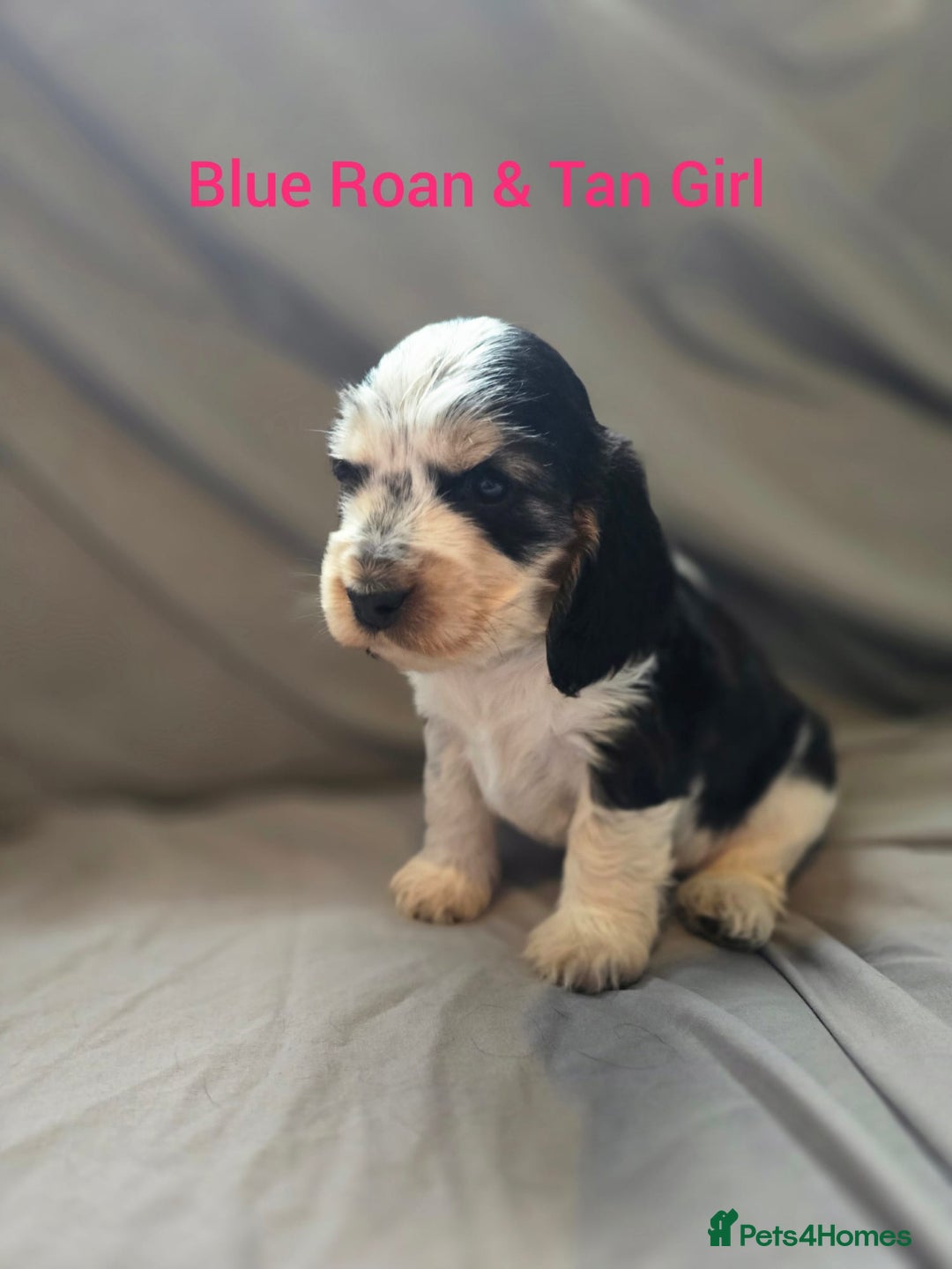 Cocker Spaniel dogs for sale: Rainbow Kennel Club  - Image 5