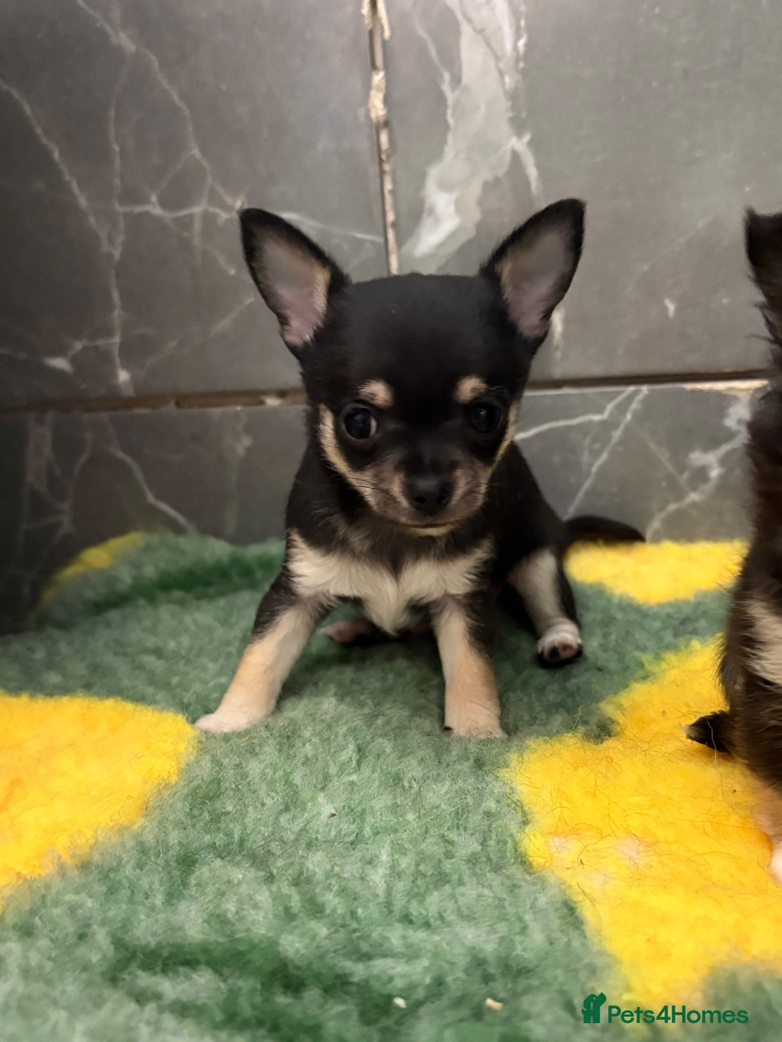 Chihuahua dogs only stunning male chihuahua available  - Advert 18