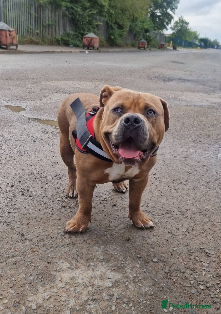 American Bully dogs Pocket Bully, 14 Month,Male,Beautiful Temperament. - Advert 4
