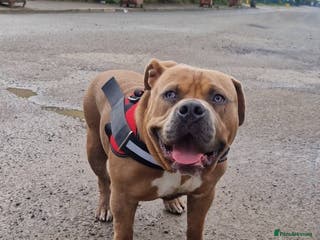 American Bully dogs Pocket Bully, 14 Month,Male,Beautiful Temperament. - Advert 10