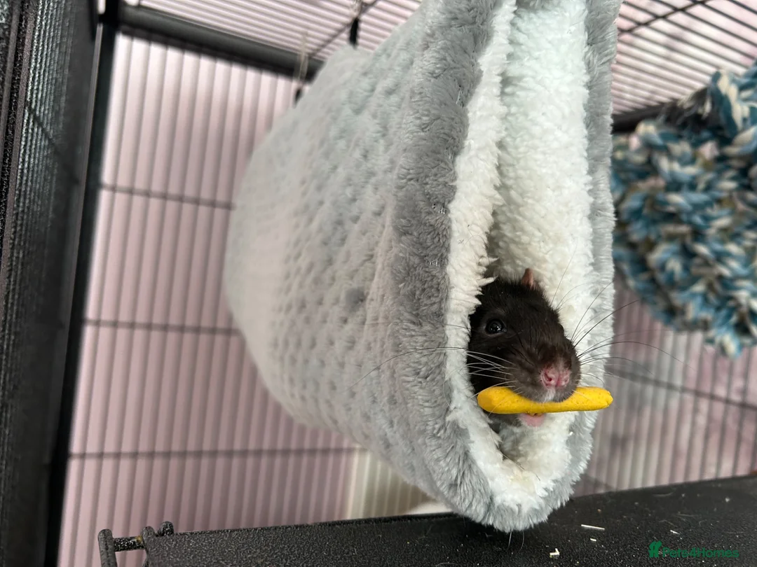 Rat rodents for sale: Rats for sale in Dalkeith - Advert 6