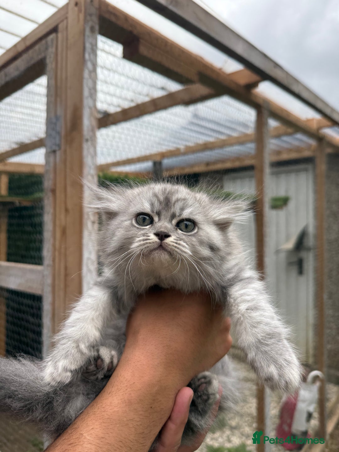 Siberian cats for sale: male and female - Image 5