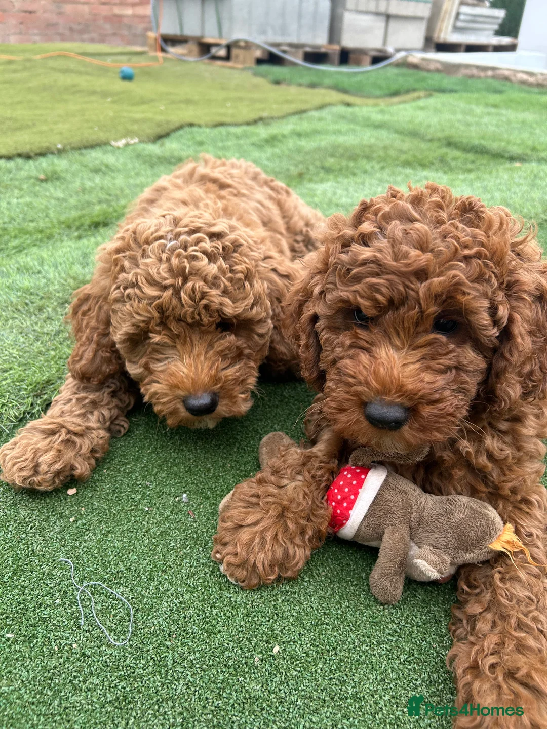 Cockapoo dogs for sale: Adorable F1BB Cockapoos - Advert 2