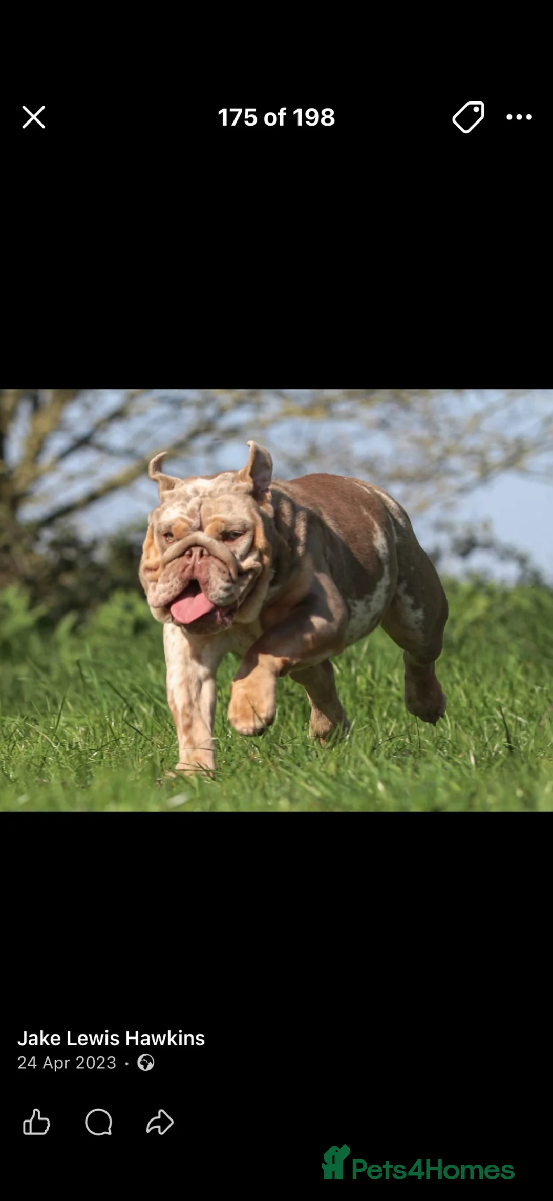 English Bulldog dogs for sale: 8 Stunning bulldog puppies, 4 males,4 females - Advert 26